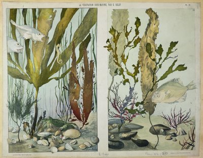 Algen, Fische, Seepferdchen, Krabben und Schalentiere, illustrierte Tafeln aus 